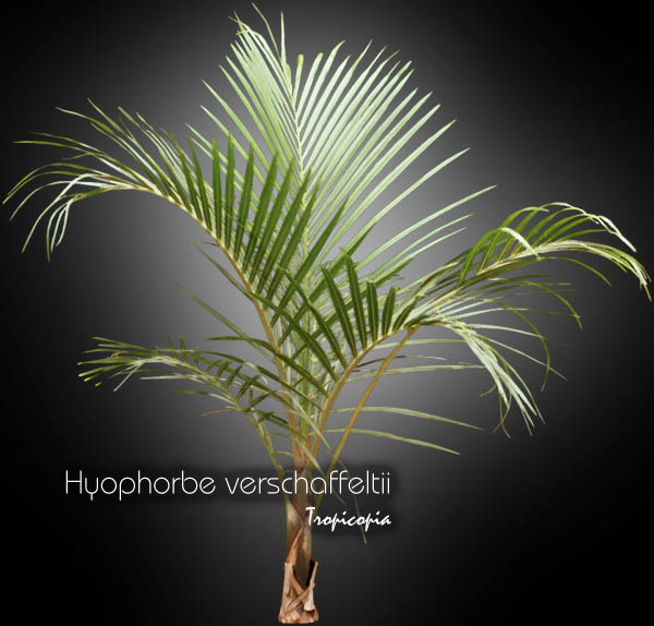 Palm - Hyophorbe verschaffeltii - Spindle palm